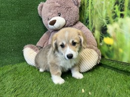 Welsh Corgi male Puppy for sale 006340993